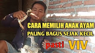 Download lagu Cara memilih Anakan Ayam paling bagus sejak kecil mp3 Download lagu Cara memilih Anakan Ayam paling bagus sejak kecil mp3