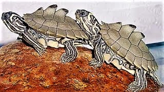 12 Animals With Incredible Superpowers