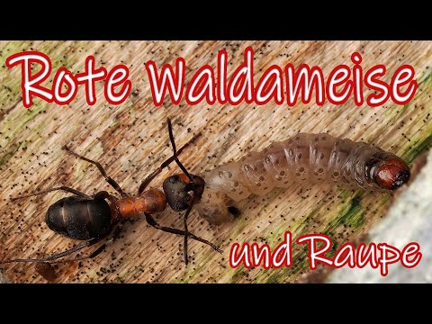 Rote Waldameise mit Raupe