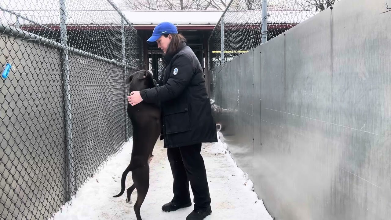 Enlarge Pietro, a ADOPTABLE Pit Bull Terrier in Chicago, IL video 2/5