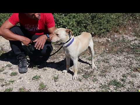 Vídeo de GINO
