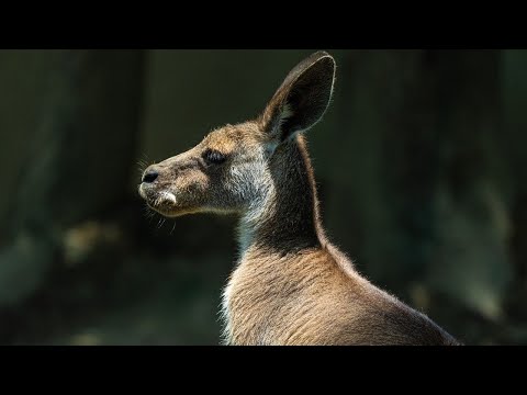 💤MÚSICA para DORMIR CANGUROS 🦘 | Musica RELAJANTE para CANGUROS ✅