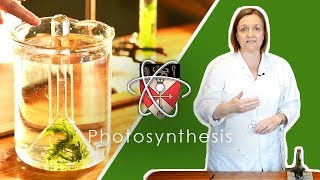 Rate of Photosynthesis