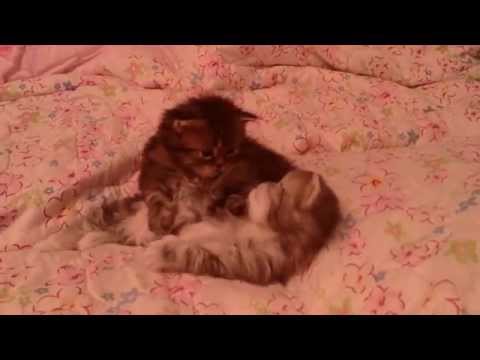 Cute Baby  Persian kittens