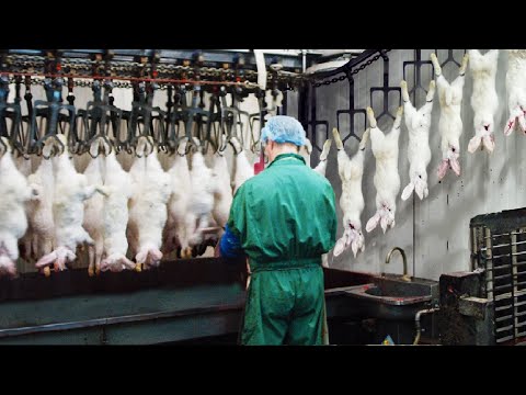 Modern Rabbit Farming and Harvest Technology ????- Rabbit meat processing in Factory - Rabbit Industry