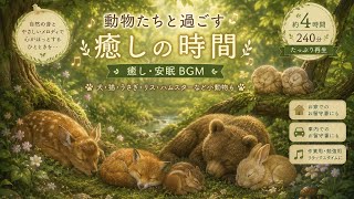 【癒し・安眠BGM】森の中で眠る動物たち🌿🐶🐱🐰🐿️🐹｜約4時間・240分｜川のせせらぎ・鳥のさえずり｜お留守番・睡眠・リラックス