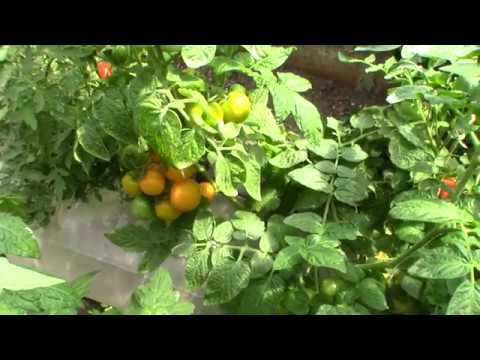 Томат Оля Полька (Королевский сад Ильи Королева)