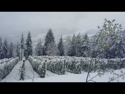 Malinjak pod snijegom u orahovici