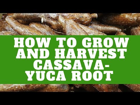 How To Grow and Harvest Cassava Yuca | Growing