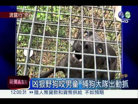 野狗為患! 潭雅神觀光車道隱憂