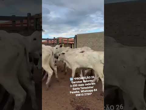 26 Garrotas Nelores: 2.550 reais cada em Santa Terezinha/ Paraíba. Whatsapp 84 99810 2784*#gado