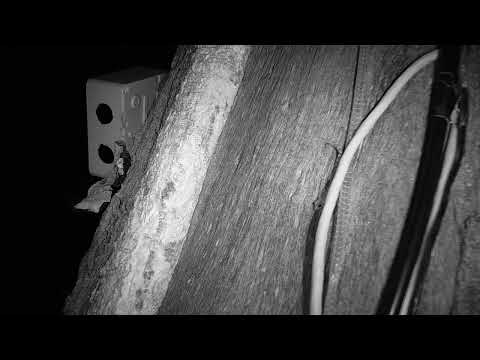 Djuma: Long Snake skin and Gecko on cam tree - 02:50 - 03/17/2022