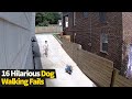 Top 16 Funniest Dog Walking Fails Caught On Camera