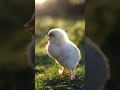 Baby Chicks Chirping ASMR