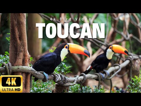 Jewel of the Jungle: The Keel Billed Toucan in 4K Close-ups. #birds #4kvideo #documentary