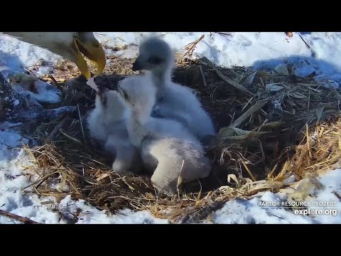 Decorah Iowa~Huge fish & breakfast for all ~2020/04/13