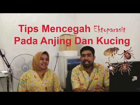Tips mencegah ektoparasit pada anjing dan kucing