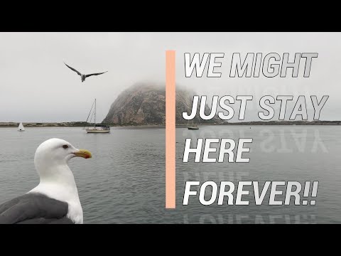 Whales, Dolphins, and Fog.. Lots of Fog!! Episode 16 | Sailing Stella J - Pacific Ocean Cruising