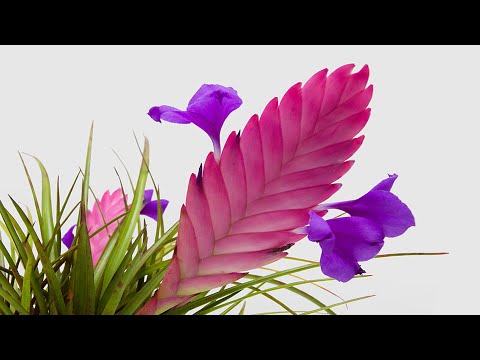 , title : 'Pink Quill Fan Plant | Jesse Franceschini (Tillandsia Cyanea)'