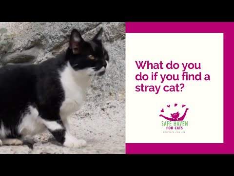 SAFE Haven for Cats - What to Do If You Find a Stray Cat