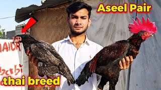 What is Thai (GAME) Aseel Breed ??? Aseel Pair | Thai Breed | Animals Lovers