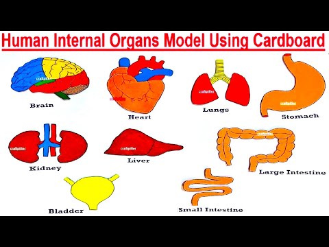 human respiratory system working model 3D for school science project lungs working howtofunda