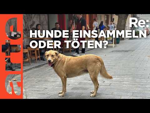 Video Thumbnail: Türkei: Straßenhunde im Visier | ARTE Re: