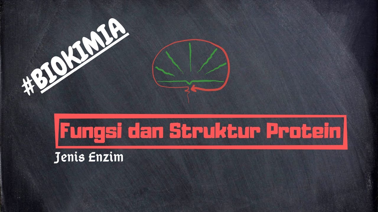 Jenis Enzim | Fungsi dan Struktur Protein