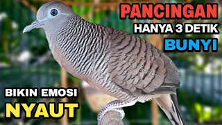 Download lagu Perkutut Lokal Gacor Suara Besar Pancingan Burung Perkutut Agar Cepat Bunyi. mp3 Download lagu Perkutut Lokal Gacor Suara Besar Pancingan Burung Perkutut Agar Cepat Bunyi. mp3