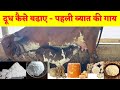 First Time Heifer How To Increase Milk Formula गाय का दूध बढ़ाने का 