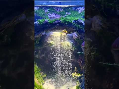 This Cave Sandfall Aquascape is Absolutely Breathtaking! 😍🪨#aquascaping #aquascape #sandfall #fish
