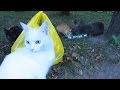 White Cat And A Lot Of Cats Very Hungry