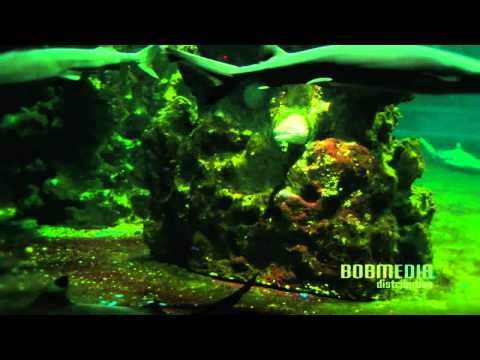 Aquarium Lounge - Elektrofish - Rotation