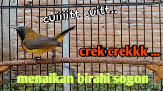 Download lagu PANCINGAN AMPUH SOGON MENAIKAN BIRAHI SOGON AGAR IKUT RESPON   #pancingansogon #pancingansogokontong mp3