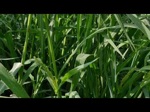 K375 Design Team - nature scene 3