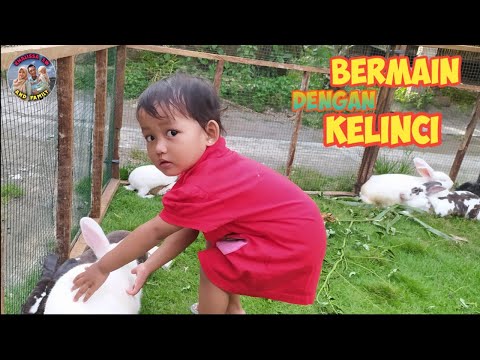 Bermain Dengan Kelinci | kelinci lucu | kelinci imut - imut