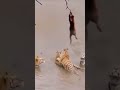 #shorts/Predator / Tigers / Monkeys / How can tigers hunt the monkey from above😳😢😫