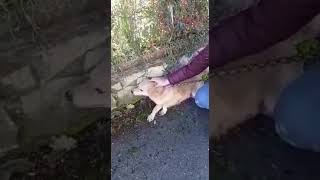 rinchiusa-in-un-canile-una-coppia-la-adotta-e-riporta-a-casa