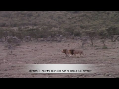 A young male lion coalition return to take their fathers territory