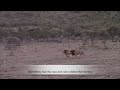 A Young Male Lion Coalition Return To Take Their Fathers Territory