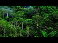 SLEEP IN NATURE Jungle Sounds From India