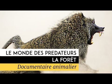Le monde des prédateurs - La fôret