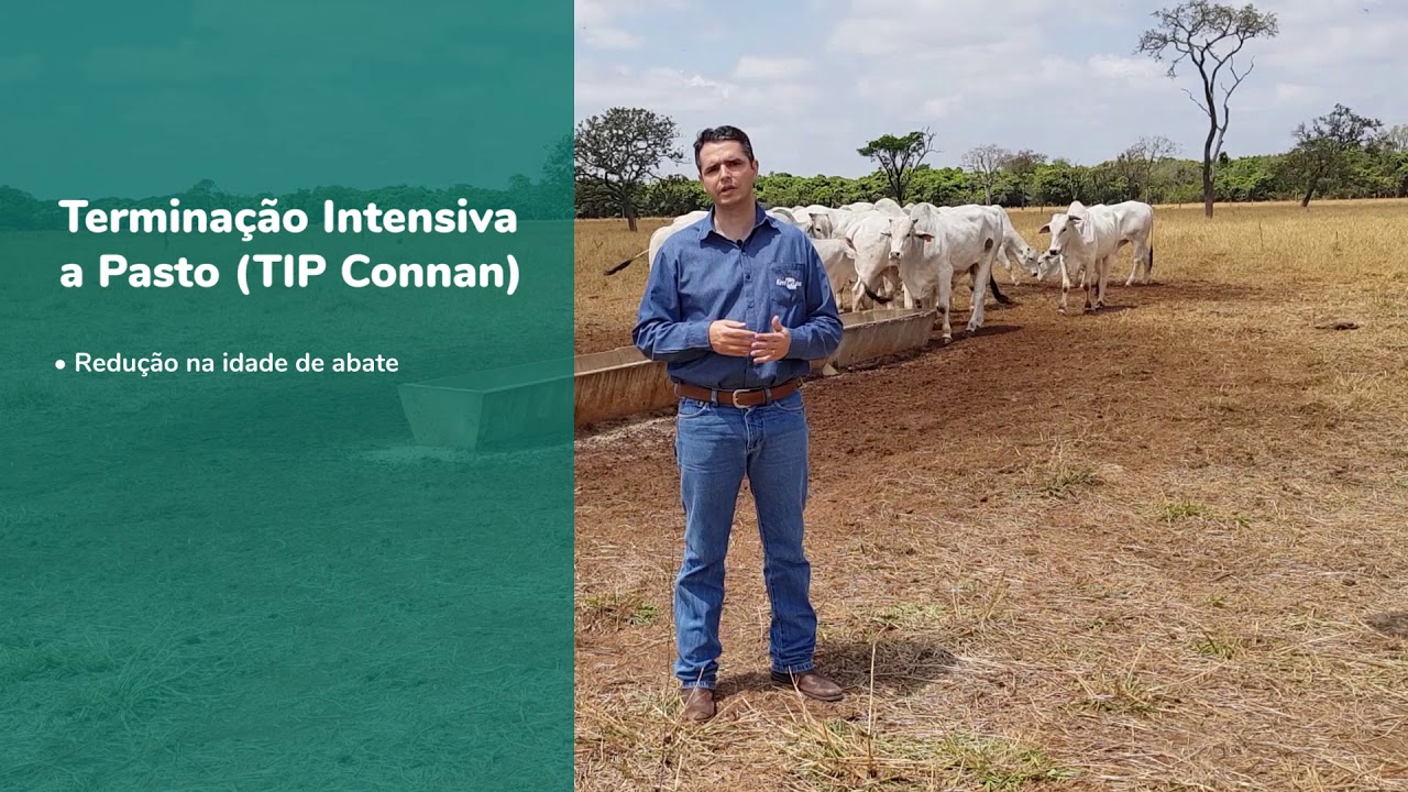 Boletim Técnico - Terminação Intensiva a Pasto (TIP)