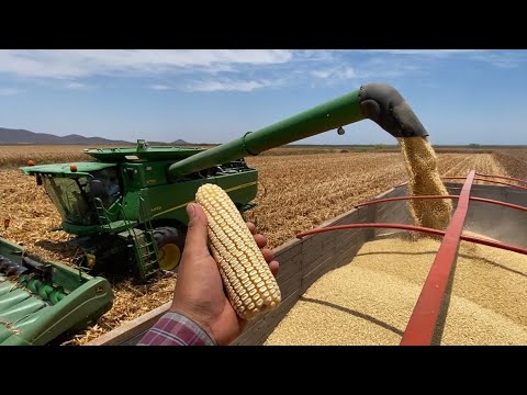 14.2 Tons per Hectare of White Corn Threshing. Hipopopamo (AgroSin)