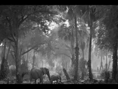 Petit Gateau - Wild Wood (Original Mix)