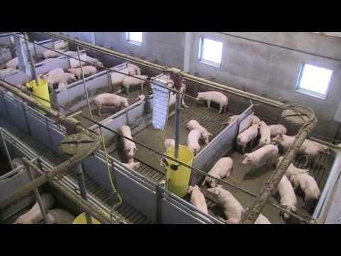 , title : 'Stap in de Stal | Zichtstal Agro-Zicht | Kom varkens kijken'