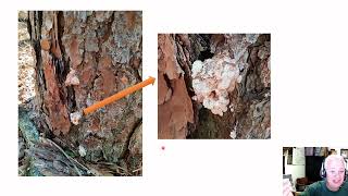 Sap vs. resin