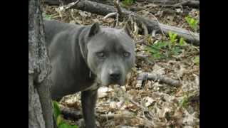 Blue Skies Ahead &quot;Brooklyn Blue&quot;