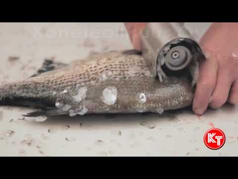 Commercial  fish processing machine