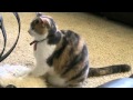 Cat Hypnotizes Dog. Hysterical!